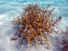 Staghorn Coral