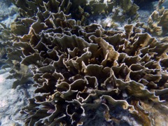 Blade Fire Coral