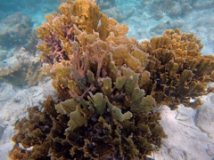 Thin Leaf Lettuce Coral with Blade Fire Coral