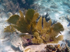 Venus Sea fan