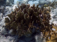 Blade Fire Coral