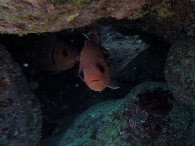 Blackbar Soldierfish (10