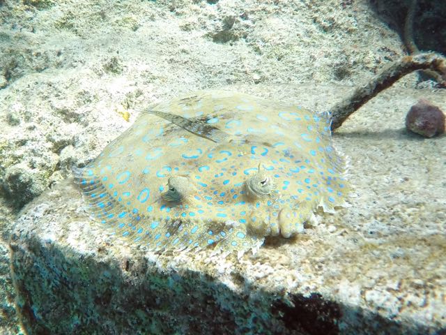 Peakock Flounder (12