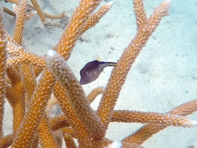 Sharpnosed Puffer (1