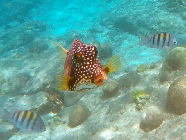 Smooth Trunkfish (6