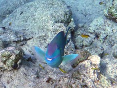 Stoplight being cleaned by cleaning gobies