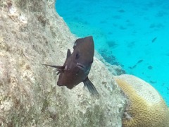 Dusky Damselfish (5