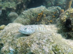 Inshore Lizardfish (12