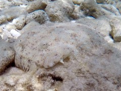 Peakock Flounder (12