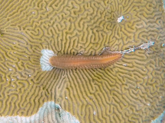 Bearded Fireworm (6