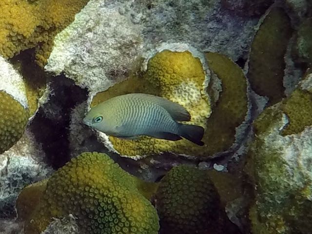 Longfin Damselfish Juvenile (3