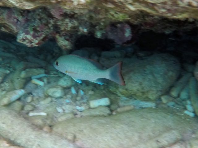 Mahogany Snapper (8