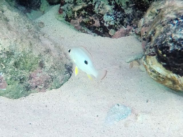 Mahogany Snapper Juvenile (4