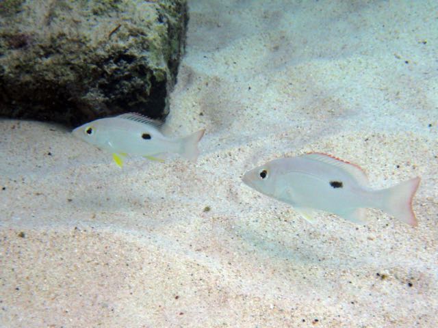 Mahogany Snapper Juvenile (6
