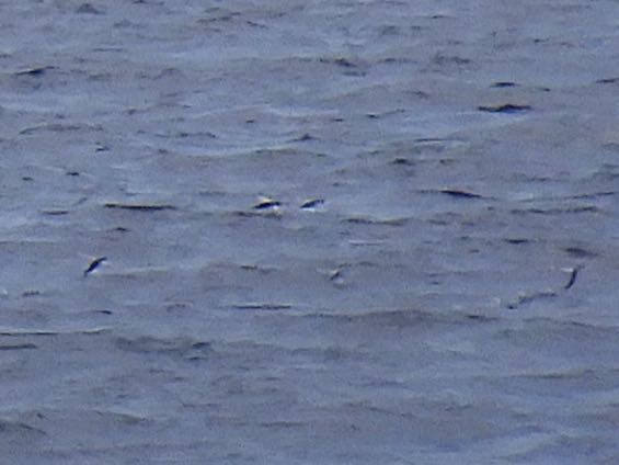 Mirrorwing Flyingfish (6