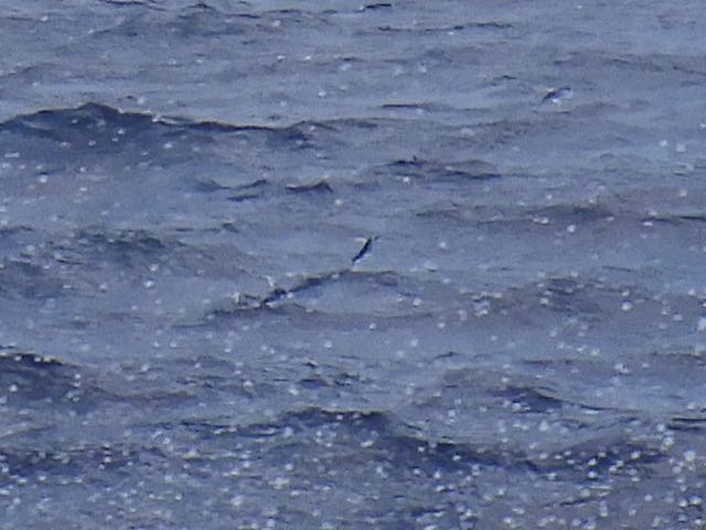 Mirrorwing Flyingfish (6