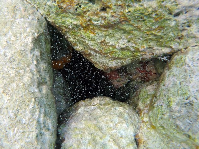 Mysid Shrimp (little white dots)