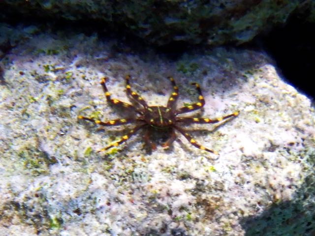 Nimble Spray Crab