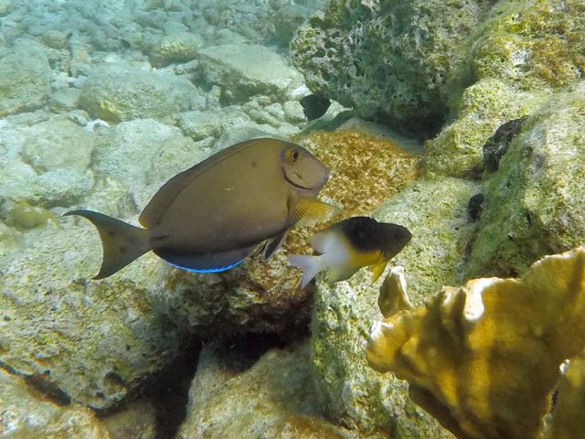 Ocean Surgeonfish (4
