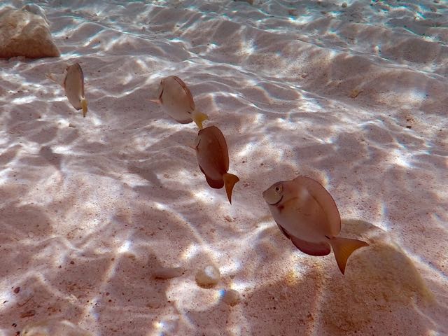 Ocean surgionfish (6