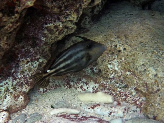 Orangespotted Filefish (8