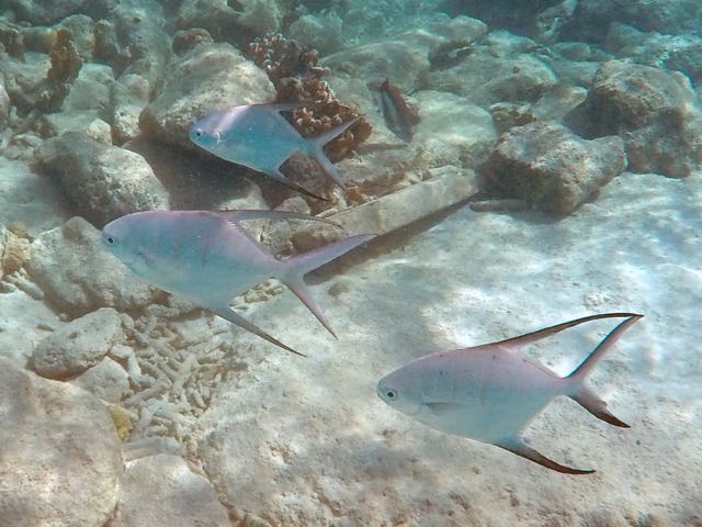Palometa (10