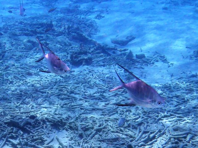 Palometa (10
