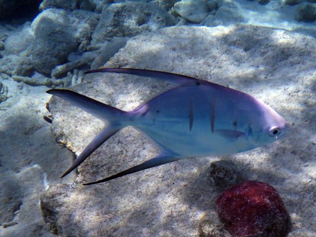 Palometa (10
