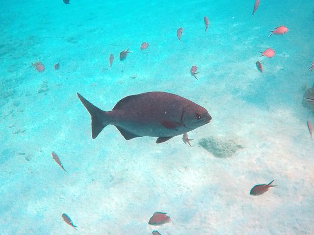 Bermuda Chub (15