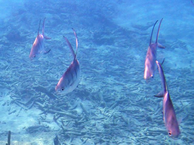 Palometa (10