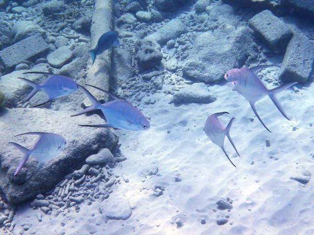 Palometa (10