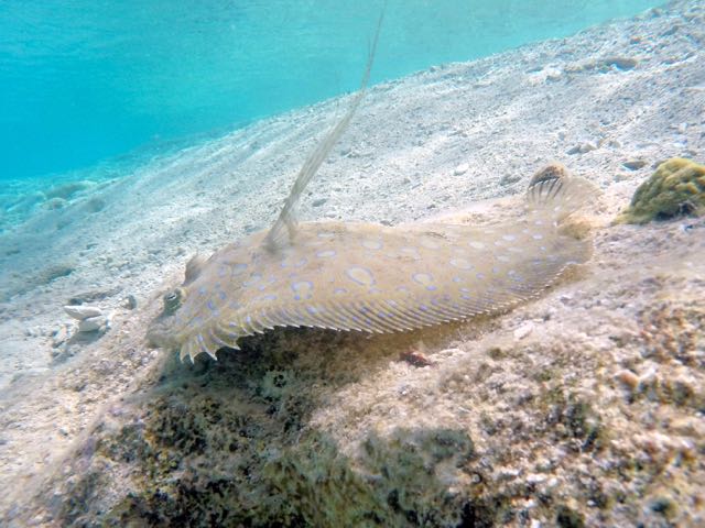 Peocock Flounder (10