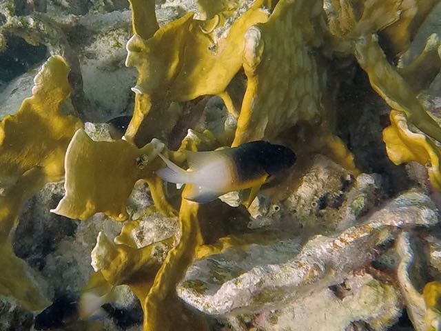 Bicolor Damselfish (1.5