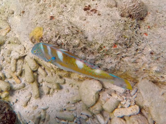 Puddingwife (10