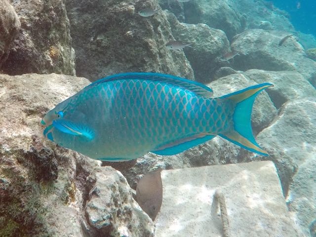 Queen Parrotfish (14