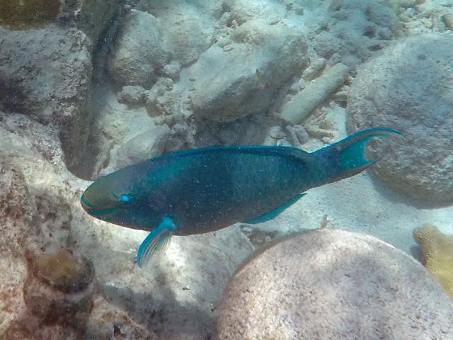 Queen Parrotfish (15