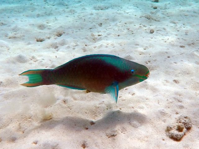 Rainbow Parrotfish (12