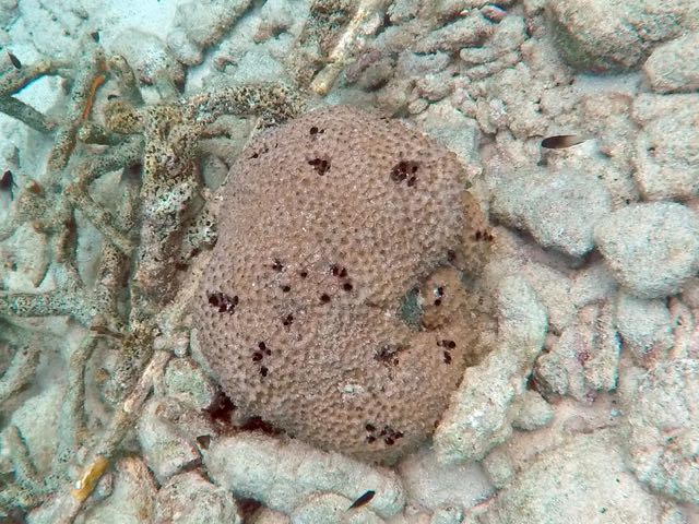 Black Ball Sponge