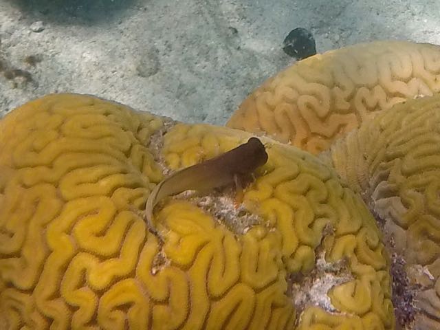 Redlip Blenny (3