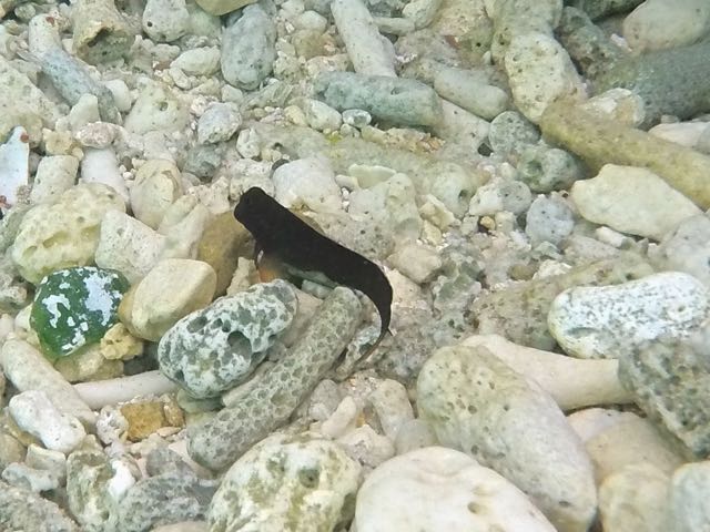 Redlipped Blenny (3