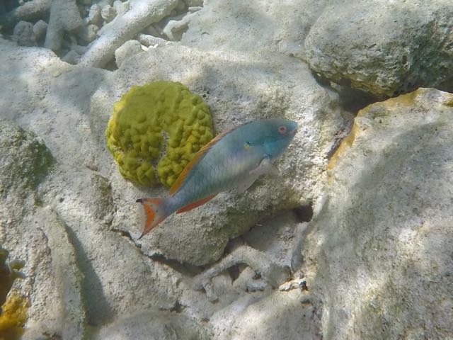 Redtail Parrotfish (10