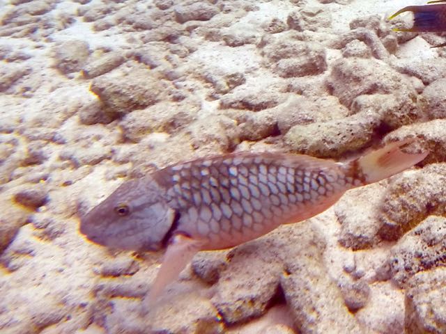 Redtail Parrotfish Juv (8