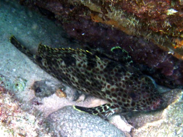 Rock Hind (8