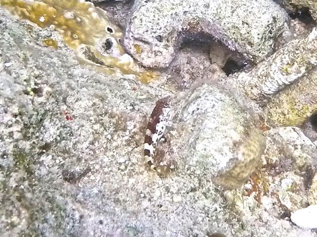 Saddled Blenny (3