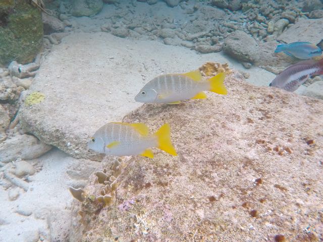 Schoolmaster Juvenile (8