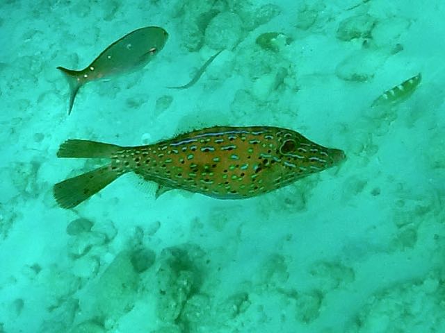 Scrawled Filefish (15