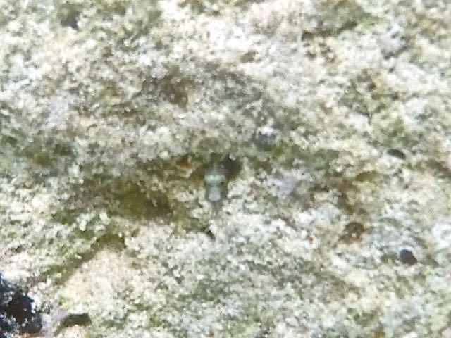 Secretary Blenny
