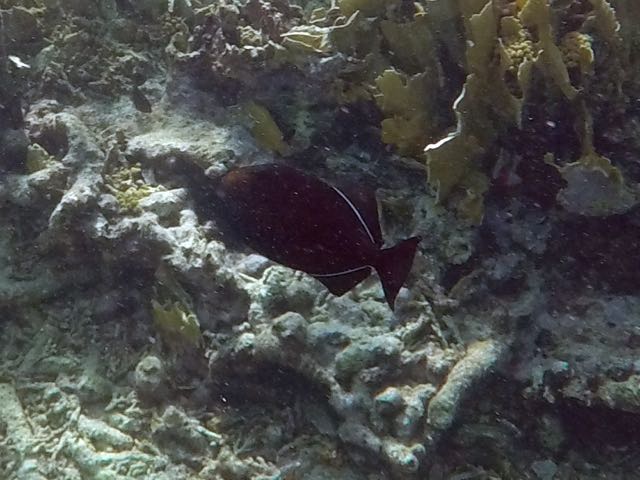 Black Durgon (12
