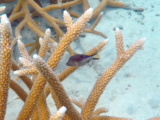 Sharpnosed Puffer (1