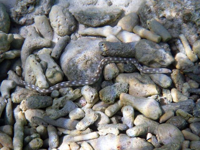 Sharptail Eel (12